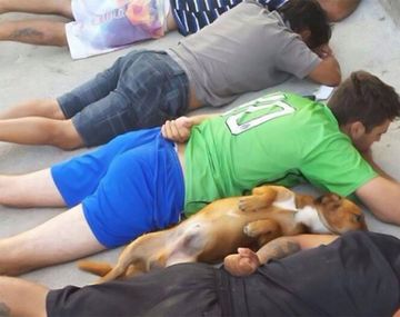 El perro que se rindió junto a los delincuentes