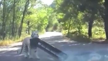 otro ataque de un tigre en el mismo zoologico chino de beijing: esta vez la sacaron barata otro ataque de un tigre en el mismo zoologico chino de beijing: esta vez la sacaron barata
