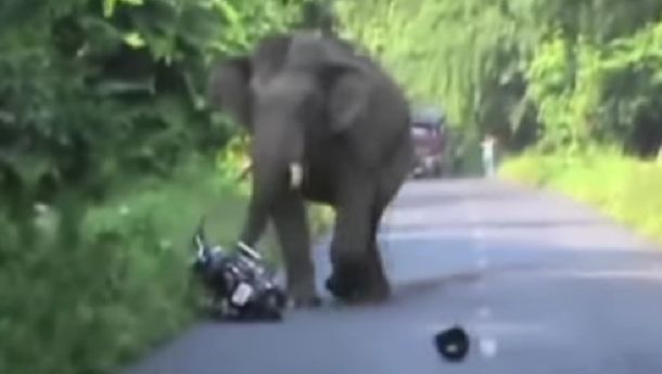 VIDEO: Elefante interrumpe el tráfico y aterra a un motociclista
