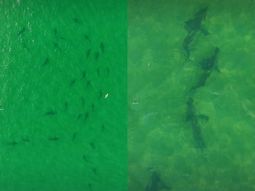 Captura del video de Maximiliano Facundo Cartes Salas. Captura del video de Maximiliano Facundo Cartes Salas.