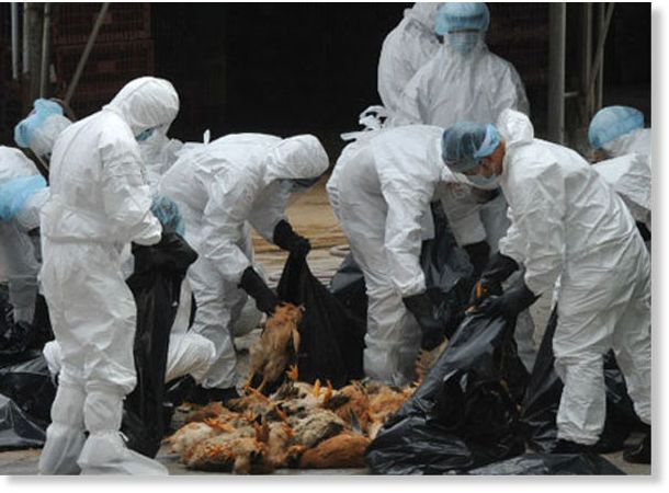 China: ascienden a 16 los muertos por el brote de la gripe aviar