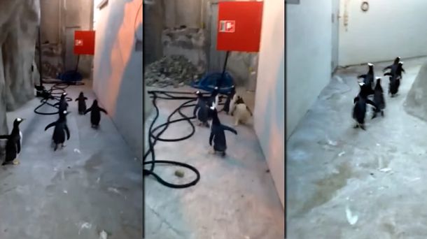 Un grupo de pingüinos se escaparon y los encontrados por sus huellas
