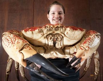 Crab smile