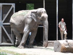Trasladarían a Pelusa a Brasil Trasladarían a Pelusa a Brasil
