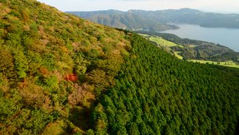 tiene 7 anos, sus padres lo dejaron en un bosque como castigo y desaparecio tiene 7 anos, sus padres lo dejaron en un bosque como castigo y desaparecio