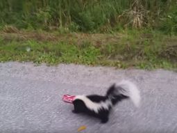 VIDEO: Salva a un zorrino que tenía la cabeza atrapada en una lata de gaseosa