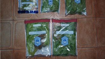 desarticulan a una banda que cosechaba y vendia marihuana en pergamino desarticulan a una banda que cosechaba y vendia marihuana en pergamino