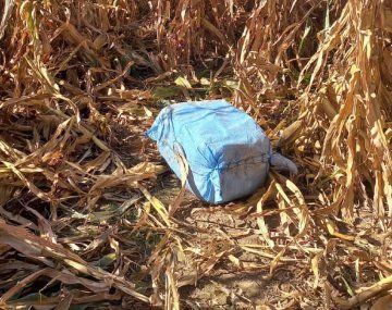Encontraron 175 kilos de cocaína en un campo