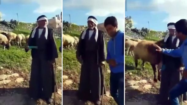 Una oveja ataca a un anciano en plena entrevista: mirá el video