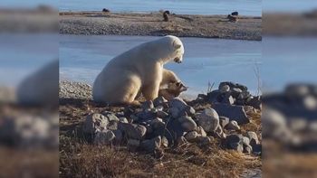 El oso polar que tiene un perro como mascota en Canadá El oso polar que tiene un perro como mascota en Canadá