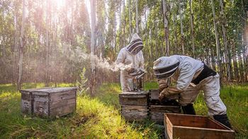 Se entregarán créditos de hasta 12.000 pesos por tanque para apicultores. Se entregarán créditos de hasta 12.000 pesos por tanque para apicultores.