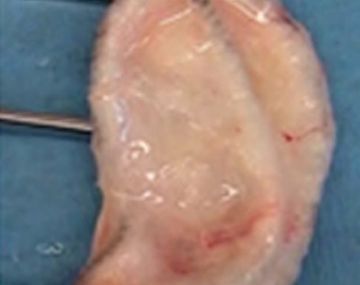 Crean una oreja artificial con impresora 3D y células de oveja