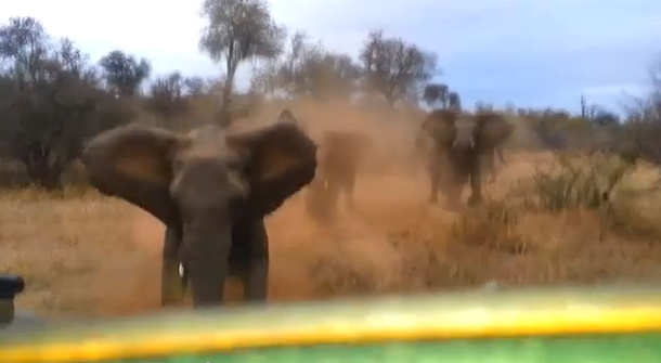 VIDEO: Un elefante embiste a un auto con turistas en Sudáfrica