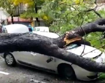 Ciclón extratropical: vientos fuertes provocaron la caída de árboles en la Ciudad