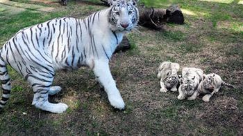 nacen trillizos de tigre blanco en el zoo de buenos aires nacen trillizos de tigre blanco en el zoo de buenos aires