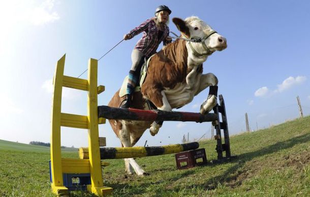 Vaca3