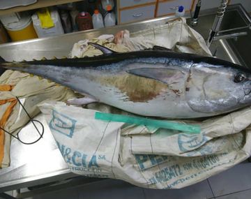 El atún azul del sur fue víctima de la contaminación