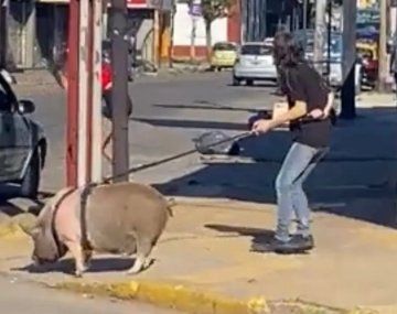 Una vecina de Lanús sacó a pasear un chancho y sorprendió a todos
