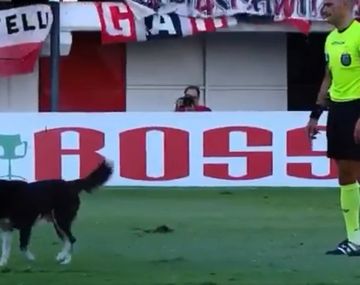 Un perro invadió la cancha en Chacarita vs Racing&nbsp;