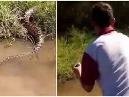 Yarará en San José Feliciano, Entre Ríos