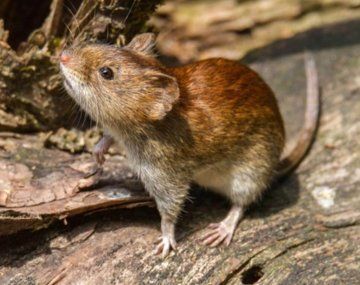 Cómo evitar contagios ante alerta por hantavirus en la Provincia de Buenos Aires