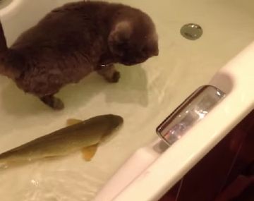 El video prohibido de la relación amistosa entre un gato y un pez