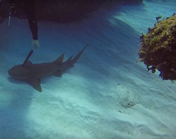 Un buzo salvó a un tiburón que tenía clavado un cuchillo