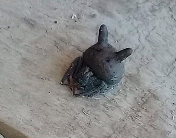 VIDEO: Encuentran una araña con cabeza de gato