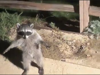 Dos mapaches fueron sorprendidos en un jardín y simularon ser estatuas