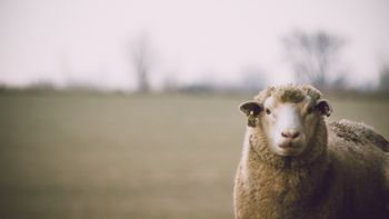 Las exportaciones de lana cayeron un 15% en el Uruguay en los últimos cinco meses. Las exportaciones de lana cayeron un 15% en el Uruguay en los últimos cinco meses.