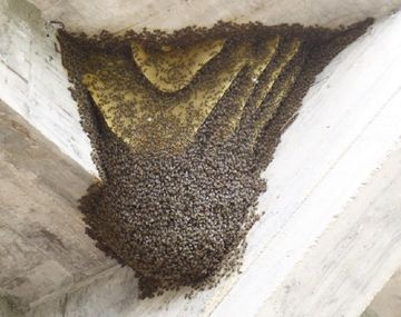 Suspendieron un partido de Reserva de la Copa de la Liga por invasión de avispas