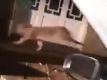 Terror por un puma suelto