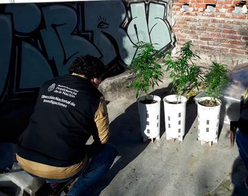 Desarticularon a los Masterchef: cultivaban marihuana gourmet y la vendían en redes