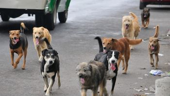 Proponen multar a quienes alimenten a perros callejeros Proponen multar a quienes alimenten a perros callejeros
