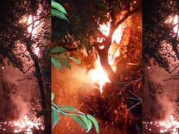 Quiso hacerse un mate y quemó el árbol más antiguo de Misiones