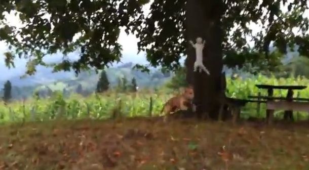 Un inteligente felino logra evadir a su atacante