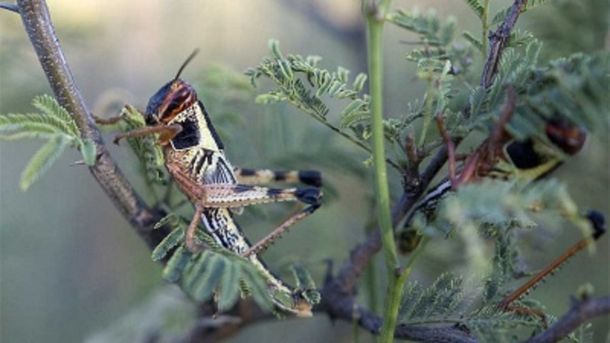 El Senasa advierte por una plaga de langostas en la Patagonia