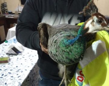 Increíble: encontraron un pavo real en Lanús