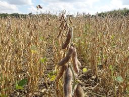 La sequía en Uruguay ya provocó al agro una pérdida de más de 1.800 millones de dólares, y se estima que puede escalar hasta los 2.000 millones. La sequía en Uruguay ya provocó al agro una pérdida de más de 1.800 millones de dólares, y se estima que puede escalar hasta los 2.000 millones.