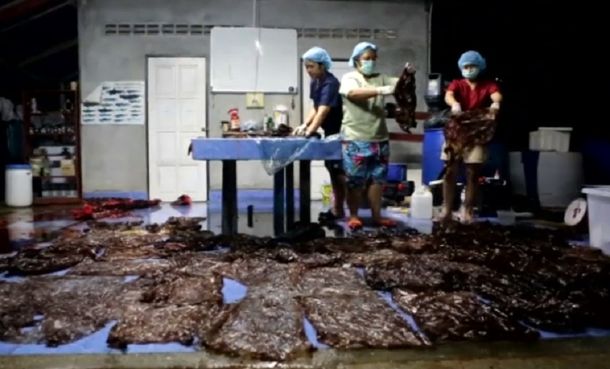 Tailandia: una ballena murió después de tragarse 80 bolsas de plástico