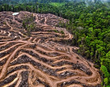 La deforestaci&oacute;n, una de las causas del coronavirus