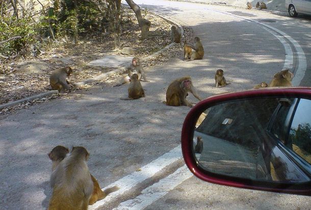 Alarma mundial: detectan en Hong Kong el primer caso humano de virus B