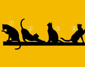 Test viral: descubrí tu propósito en la vida según el gato que elijas