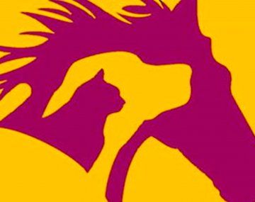 Qué ves: el test viral que revela si sos una persona enérgica