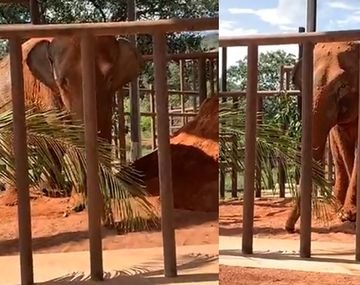 VIDEO: los primeros pasos de la elefanta Mara en el santuario de Brasil