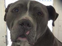 Blue King lloró hasta que encontró dueño Blue King lloró hasta que encontró dueño