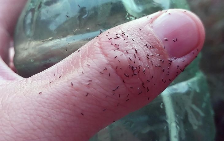 Sigue el calor: chances de que vuelvan los bichitos negros