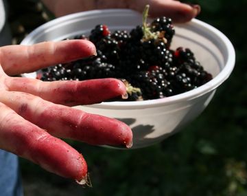 Los mejores trucos caseros para quitar manchas de frutas de la ropa.