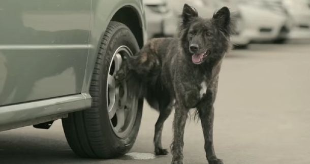 Fin de un misterio: enterate por qué los perros hacen pis en las ruedas de los autos