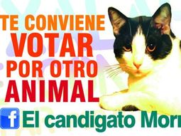 Insólito: en México postulan como alcalde a un gato